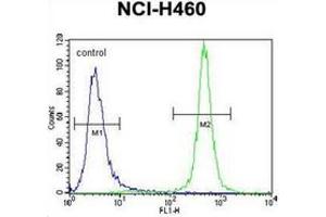 Flow cytometric analysis of NCI-H460 cells using MST1 Antibody (C-term) Cat. (MST1 antibody  (C-Term))