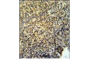 WAS Antibody (Center) (ABIN653830 and ABIN2843097) IHC analysis in formalin fixed and paraffin embedded tonsil tissue followed by peroxidase conjugation of the secondary antibody and DAB staining. (WASP antibody  (AA 116-144))