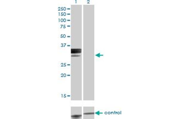 Hemopexin antibody  (AA 1-254)