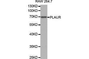 Western blot analysis of extracts of RAW 264. (PLAUR antibody  (AA 23-305))