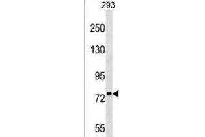 PLK1S1 Antibody (N-term) (ABIN1539476 and ABIN2850045) western blot analysis in 293 cell line lysates (35 μg/lane). (PLK1S1 antibody  (N-Term))