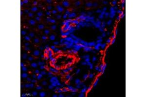 Immunofluorescence of paraffin embedded mouse liver using CD240d (ABIN7075412) at dilution of 1: 500 (500x lens) (RHD antibody)
