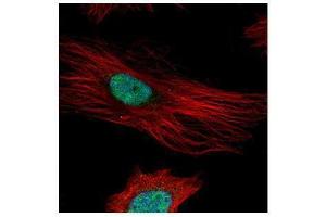 ICC/IF Image Confocal immunofluorescence analysis (Olympus FV10i) of paraformaldehyde-fixed HeLa, using Fibrillarin, antibody (Green) at 1:500 dilution. (Fibrillarin antibody)