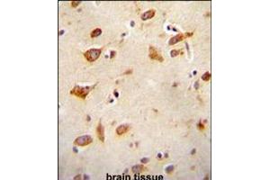 GFRAL antibody immunohistochemistry analysis in formalin fixed and paraffin embedded human brain tissue followed by peroxidase conjugation of the secondary antibody and DAB staining. (GFRAL antibody  (C-Term))