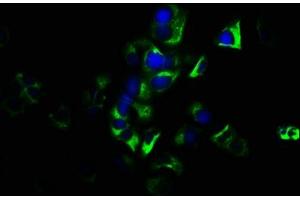 Immunofluorescence staining of MCF-7 cells with ABIN7154680 at 1:133, counter-stained with DAPI. (GNG7 antibody  (AA 2-65))
