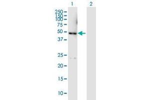Western Blot analysis of DYX1C1 expression in transfected 293T cell line by DYX1C1 MaxPab polyclonal antibody.