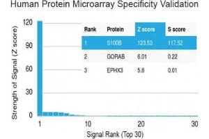 Analysis of HuProt(TM) microarray containing more than 19,000 full-length human proteins using S100 beta antibody (clone S100B/1012). (S100B antibody)