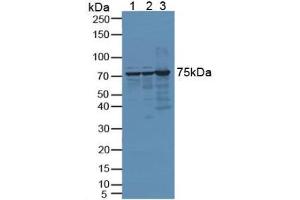 Figure. (DNAJC2 antibody  (AA 368-621))
