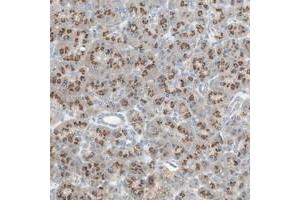 Immunohistochemical staining of human pancreas with SEC16A polyclonal antibody  shows cytoplasmic positivity with a granular pattern in exocrine glandular cells at 1:20-1:50 dilution.