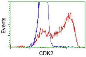 HEK293T cells transfected with either RC200494 overexpress plasmid (Red) or empty vector control plasmid (Blue) were immunostained by anti-CDK2 antibody (ABIN2454507), and then analyzed by flow cytometry. (CDK2 antibody)