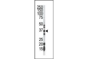 Image no. 1 for anti-Geranylgeranyl Diphosphate Synthase 1 (GGPS1) (C-Term) antibody (ABIN357716) (GGPS1 antibody  (C-Term))