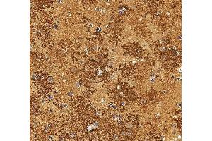 anti-Aquaporin 4 (AQP4) (AA 247-323) antibody