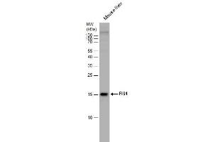 WB Image FIS1 antibody detects FIS1 protein by western blot analysis. (Fission 1 antibody  (full length))