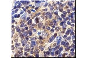 Immunohistochemistry of Survivin in mouse spleen cells with AP30567PU-Nat 10 µg/ml.