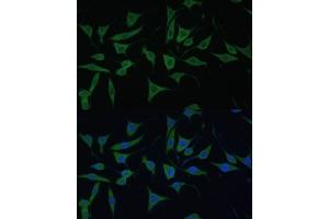 Immunofluorescence analysis of L929 cells using HIBCH antibody (ABIN7265331) at dilution of 1:100. (HIBCH antibody  (AA 33-330))