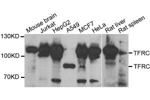 Western blot analysis of extracts of various cell lines, using TFRC antibody. (Transferrin Receptor antibody  (AA 1-140))