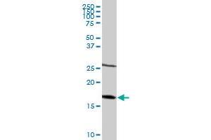 NDUFB6 antibody  (AA 1-128)