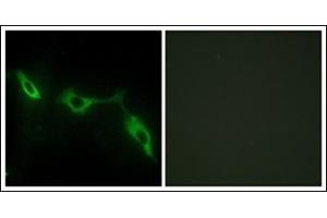 Immunofluorescence analysis of NIH-3T3 cells, using LEG9 Antibody. (Galectin 9 antibody  (Internal Region))