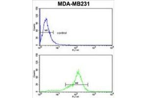 BCL2A1 Antibody (Center) flow cytometric analysis of MDA-MB231 cells (bottom histogram) compared to a negative control cell (top histogram). (BCL2A1 antibody  (Middle Region))