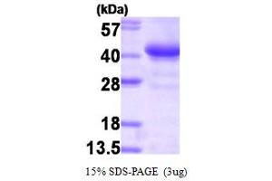 SDS-PAGE (SDS) image for Glycogenin 1 (GYG1) (AA 1-333) protein (HIS-T7) (ABIN667121)