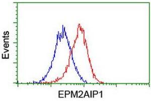 Flow cytometric Analysis of Hela cells, using anti-EPM2AIP1 antibody (ABIN2453873), (Red), compared to a nonspecific negative control antibody, (Blue). (EPM2AIP1 antibody)