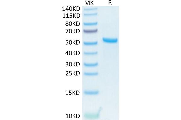 TNFSF13 Protein (Trimer) (His-DYKDDDDK Tag)