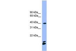 Image no. 1 for anti-Nuclear Factor of Activated T-Cells, Cytoplasmic, Calcineurin-Dependent 1 (NFATC1) (AA 201-250) antibody (ABIN6745329)