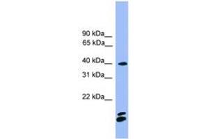 Image no. 1 for anti-Nuclear Factor of Activated T-Cells, Cytoplasmic, Calcineurin-Dependent 1 (NFATC1) (AA 201-250) antibody (ABIN6745329) (NFATC1 antibody  (AA 201-250))