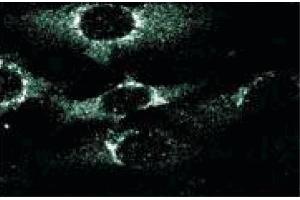 Immunofluorescence staining of human endothelial cells. (GGA3 antibody  (AA 424-542))