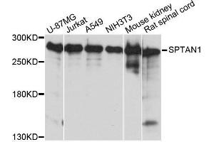 SPTAN1 antibody  (AA 950-1130)