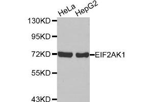Western Blotting (WB) image for anti-Eukaryotic Translation Initiation Factor 2-alpha Kinase 1 (EIF2AK1) antibody (ABIN1872476) (EIF2AK1 antibody)