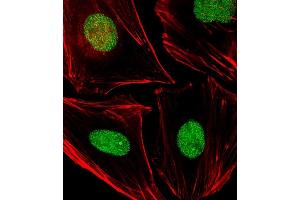 Immunofluorescent analysis of 4 % paraformaldehyde-fixed, 0. (APEX1 antibody)