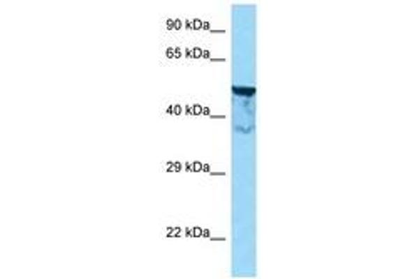 Shootin-1 (SHTN1) (N-Term) antibody