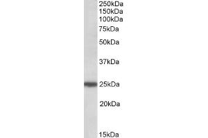 ABIN571211 (0. (ARHGDIG antibody  (C-Term))