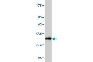 Western Blot detection against Immunogen (36. (CPNE1 antibody  (AA 111-210))