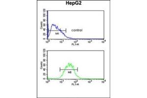 Flow cytometric analysis of HepG2 cells using PRPF38A Antibody (C-term) Cat. (PRPF38A antibody  (C-Term))