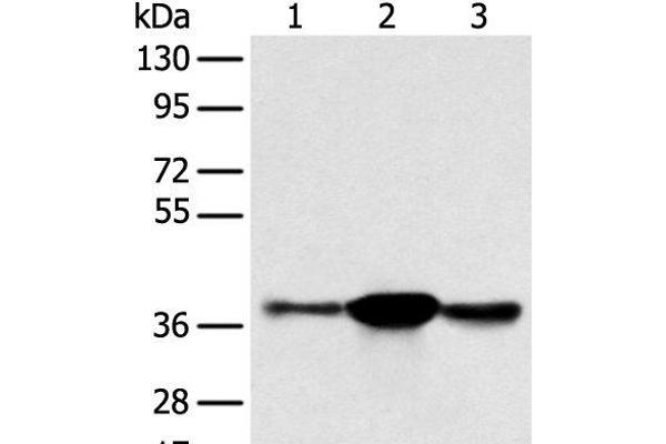 SPRY4 antibody