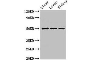 Western Blot Positive WB detected in: Rat liver tissue, Mouse liver tissue, Mouse kidney tissue All lanes: TPST1 antibody at 2. (TPST1 antibody  (AA 283-370))