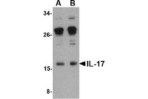 Western Blotting (WB) image for anti-Interleukin 17 (IL17) (Middle Region) antibody (ABIN1030954) (IL-17 antibody  (Middle Region))
