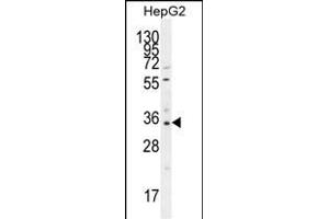 OR52I2 Antibody (C-term) (ABIN655776 and ABIN2845213) western blot analysis in HepG2 cell line lysates (35 μg/lane).