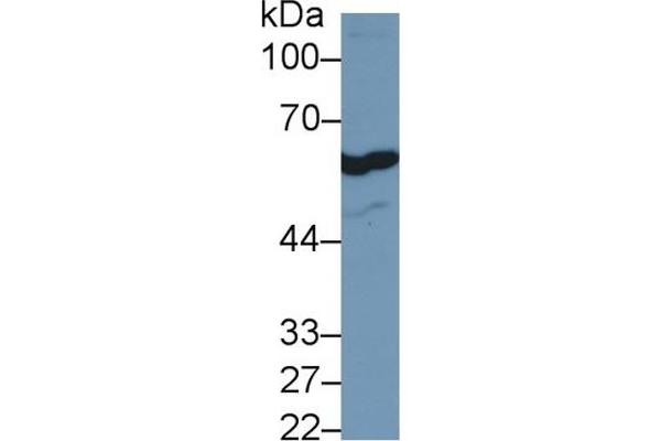 FOXP3 antibody  (AA 190-412)