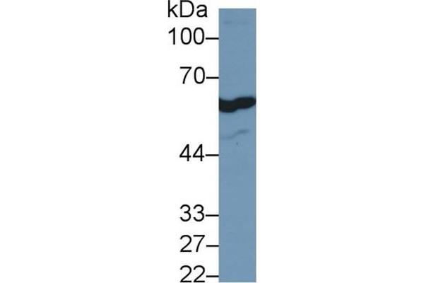 FOXP3 antibody  (AA 190-412)