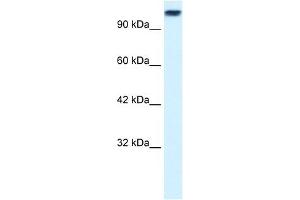 KIF3C antibody used at 0. (KIF3C antibody  (Middle Region))