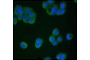 Immunofluorescence (IF) image for anti-TIMP Metallopeptidase Inhibitor 4 (TIMP4) antibody (ABIN371661) (TIMP4 antibody)