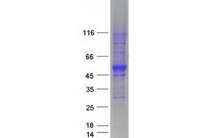 SPNS1/Spinster 1 Protein (Transcript Variant 2) (Myc-DYKDDDDK Tag)