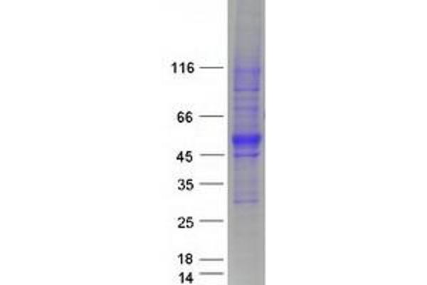 SPNS1/Spinster 1 Protein (Transcript Variant 2) (Myc-DYKDDDDK Tag)