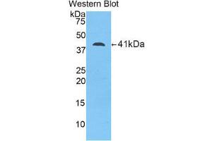 Western Blotting (WB) image for anti-Lipocalin 12 (LCN12) (AA 61-184) antibody (ABIN1859627) (LCN12 antibody  (AA 61-184))