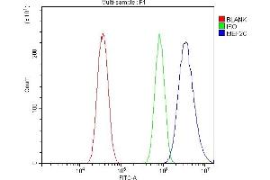 Flow Cytometry analysis of HELA cells using anti-MEF2C antibody (ABIN6719606). (MEF2C antibody)