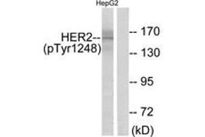 Western blot analysis of extracts from HepG2 cells treated with PMA 125ng/ml 30', using HER2 (Phospho-Tyr1248) Antibody. (ErbB2/Her2 antibody  (pTyr1248))