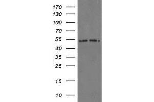 Image no. 6 for anti-Proteasome Subunit alpha 6 (PSMA6) antibody (ABIN1500469)